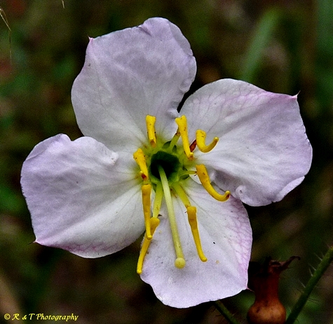 {Rhexia mariana var. mariana}